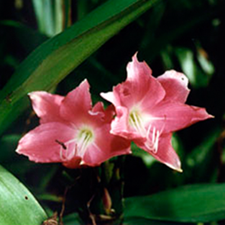 Amarilis / Açucena – Essência Floral – Ódio – Florais Agnes – Essências  Florais Brasileiras